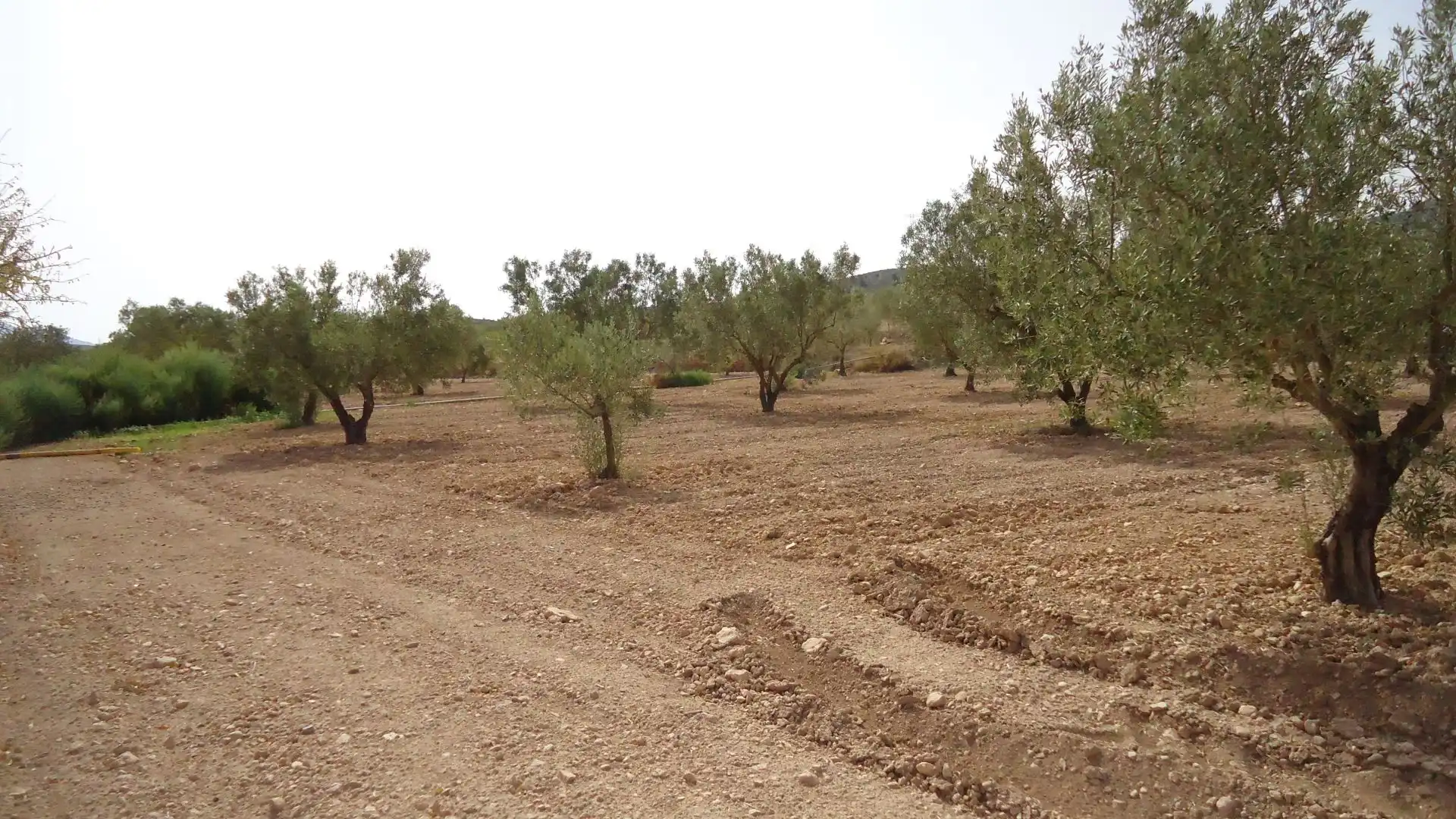 Rustikales Grundstück zum Verkauf in Jumilla, imagen 18