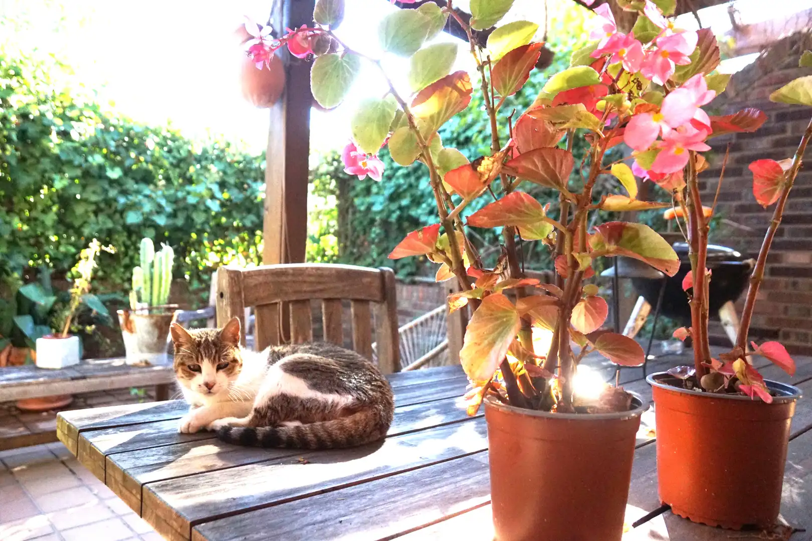 Garten von Einfamilien-Reihenhaus zum Verkauf in Badalona mit Klimaanlage, Heizung und Privatgarten