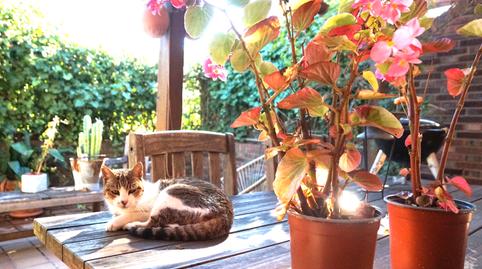 Photo 4 of Single-family semi-detached for sale in Montigalà, Barcelona