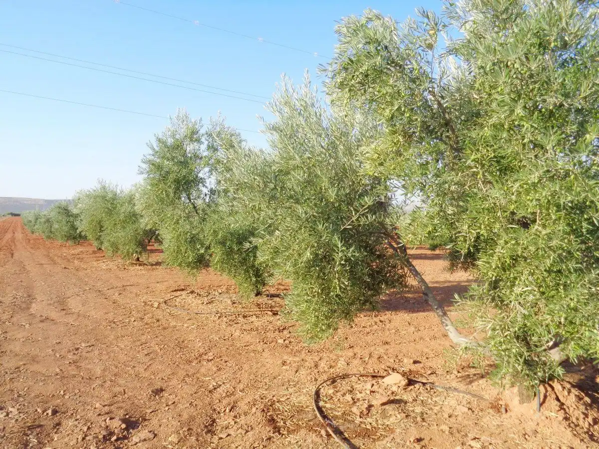 Garden of Country homes for sale in Moral de Calatrava