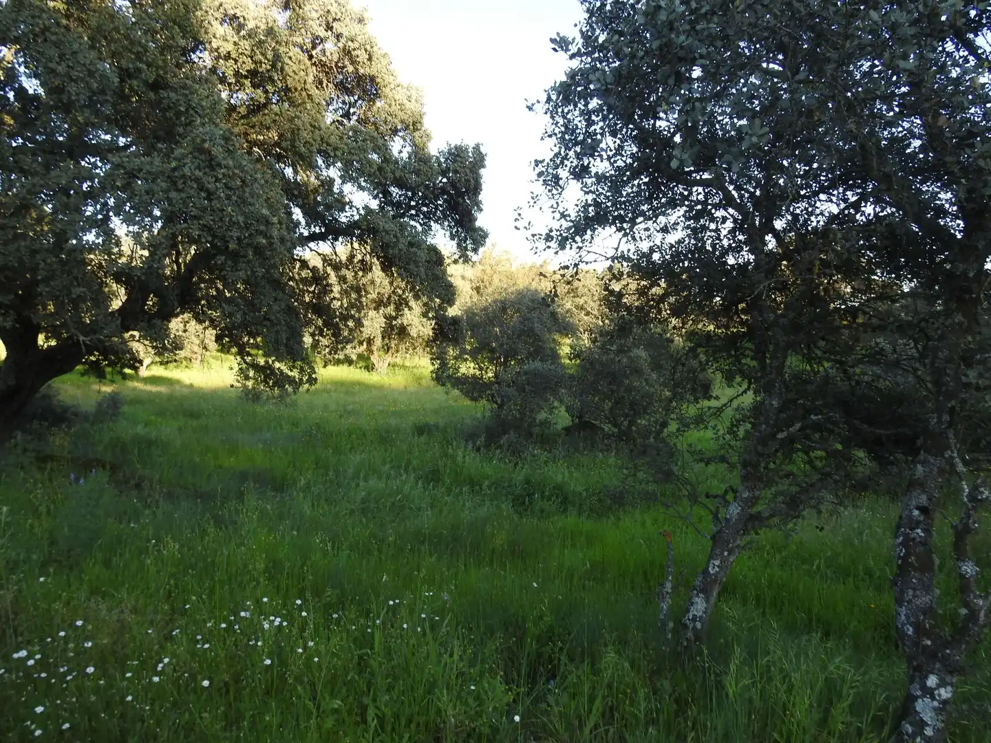 Land for sale in Cervera de los Montes
