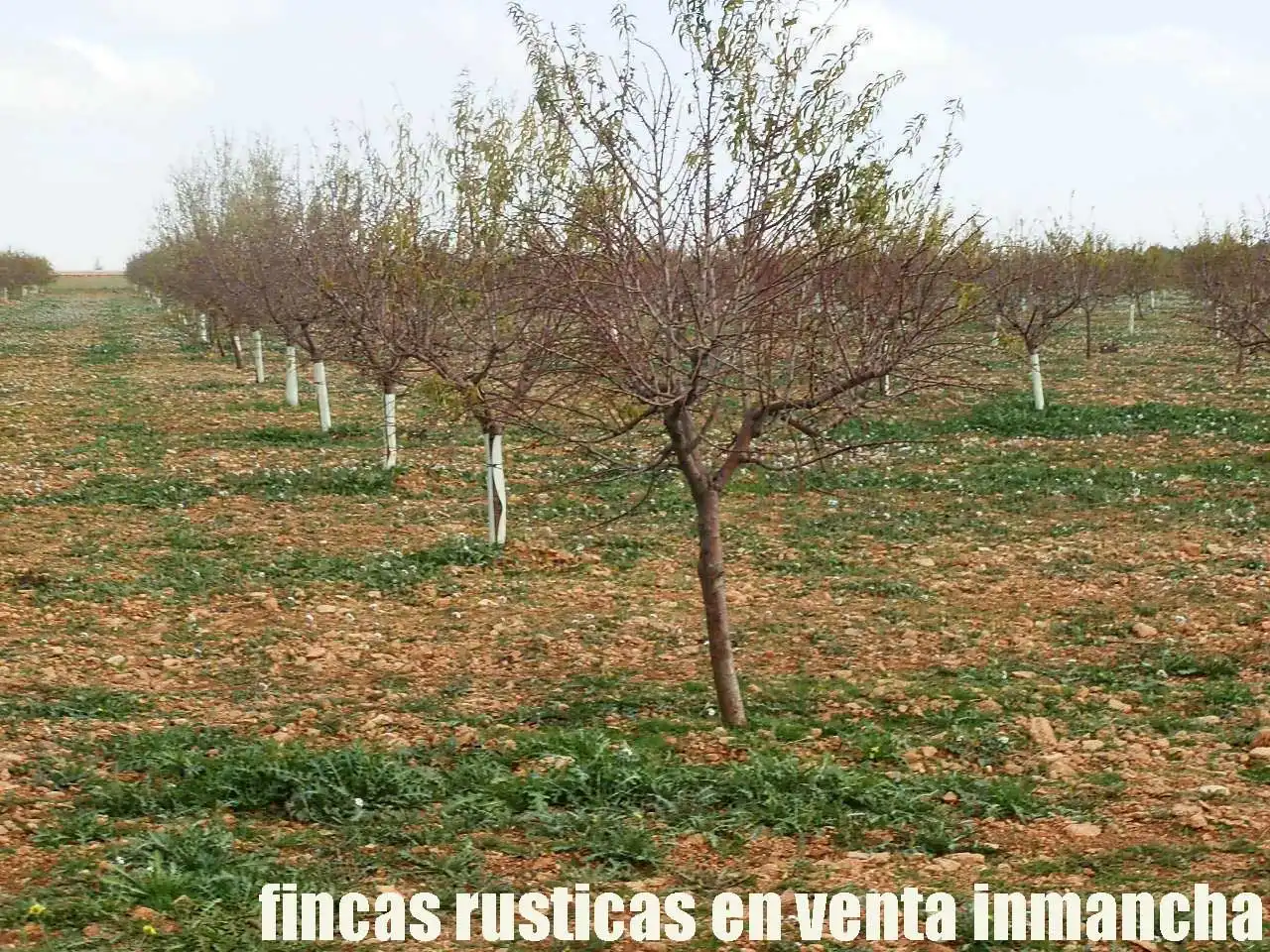 Terreno rústico en venta en Tomelloso, imagen 9