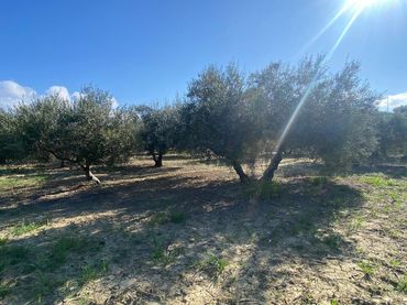 Terreno rustico in vendita a Centro