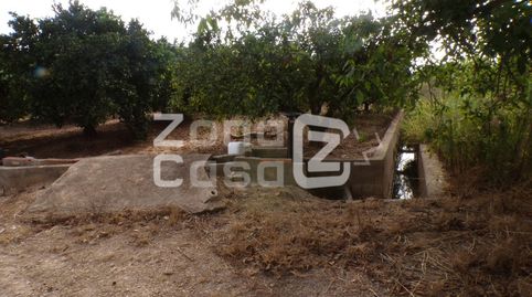 Terreno agrícola con naranjos Navelina en Carcaixent, imatge 4