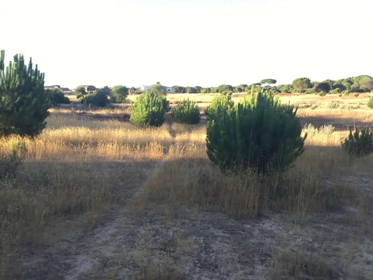 Terreni e lotti in vendita a Almonte ciudad, imagen 16