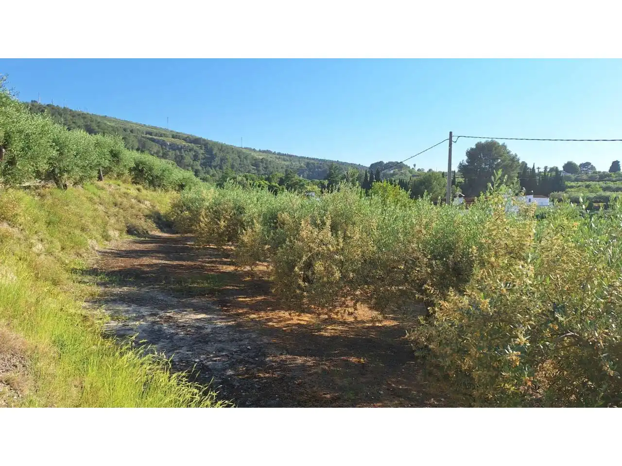 Terrain rustique à vendre à Caseta Romero, imagen 4