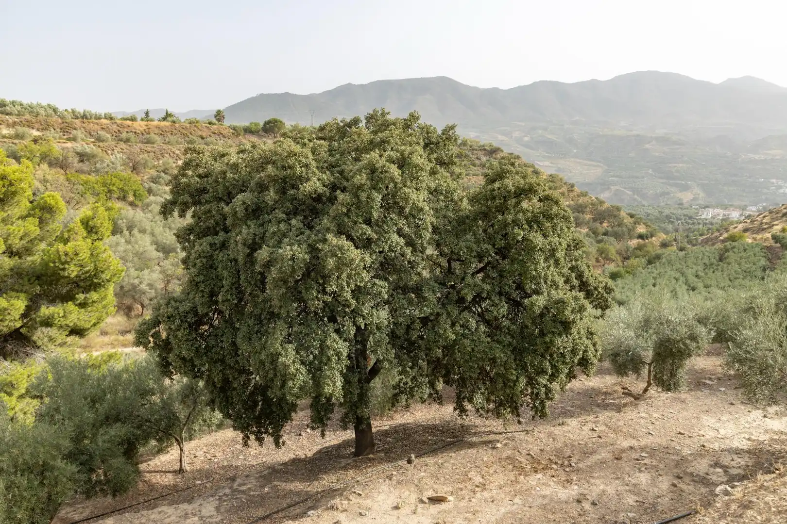 Exterior view of Land for sale in Lecrín