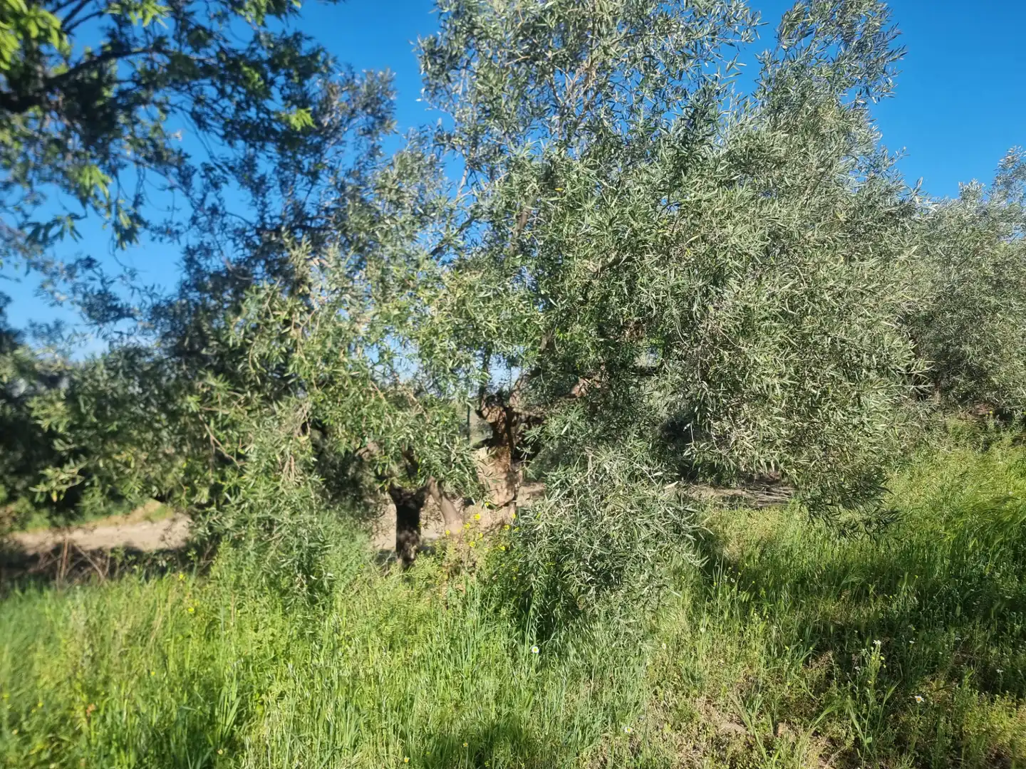 Terreno en venta en Abrucena