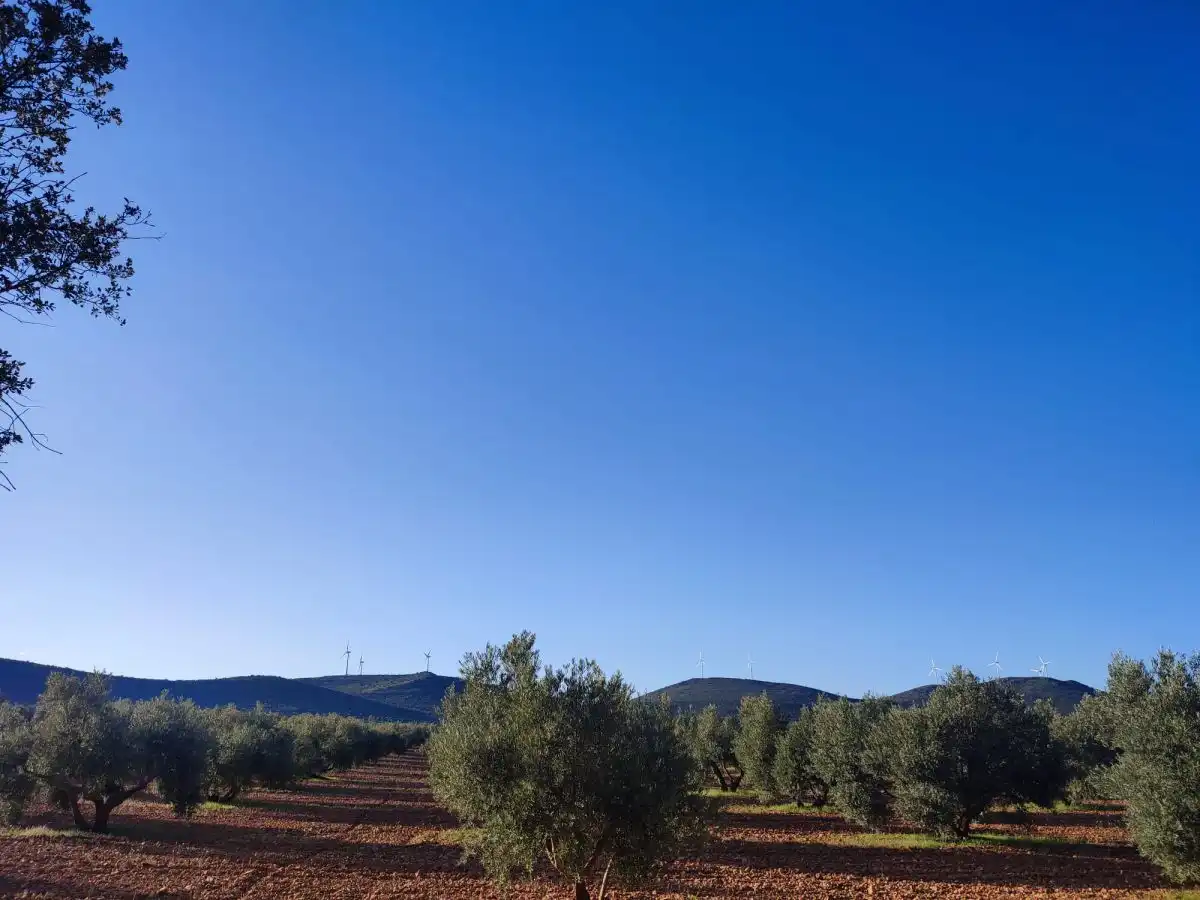 Rural land for sale in Valdepeñas, imagen 4