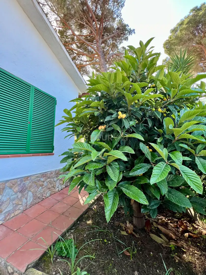 Jardí de Casa o xalet en venda en Tordera amb Jardí privat, Piscina i Alarma