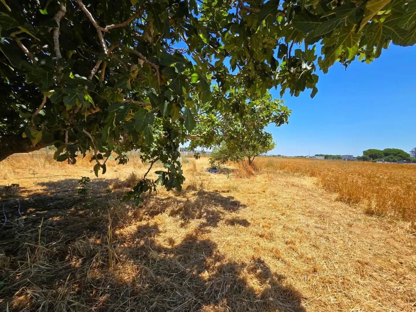 Terreno residenziale in vendita a Pelagatos - Pago del Humo, imagen 24