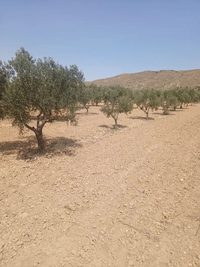 Rural land for sale in Carretera de Biar a Cañada s/n, imagen 2