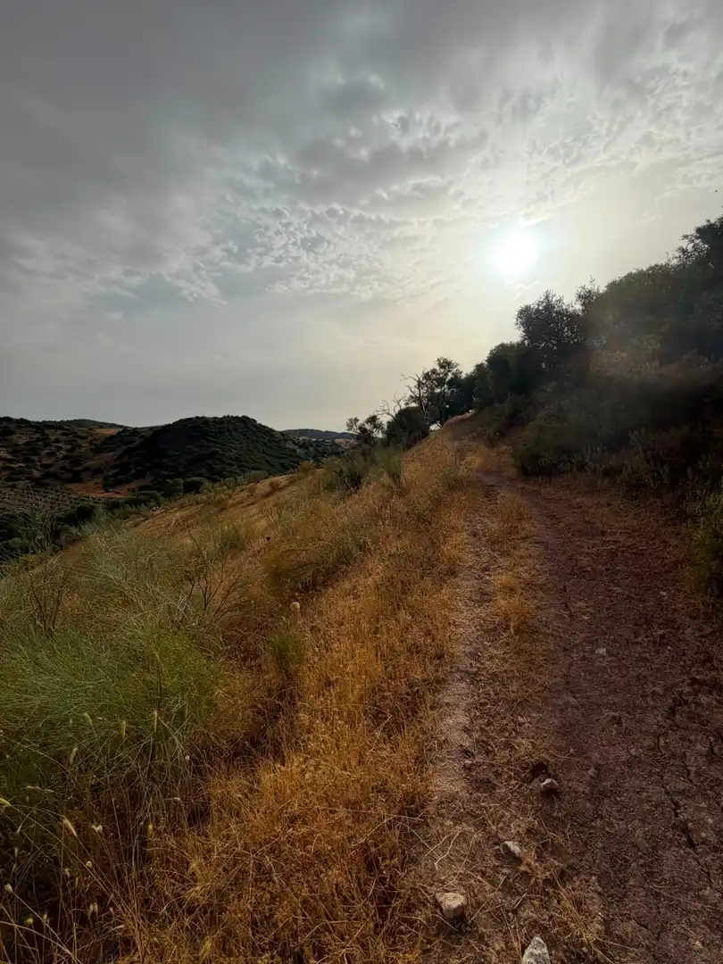 Rural land for sale in Morón de la Frontera, imagen 27