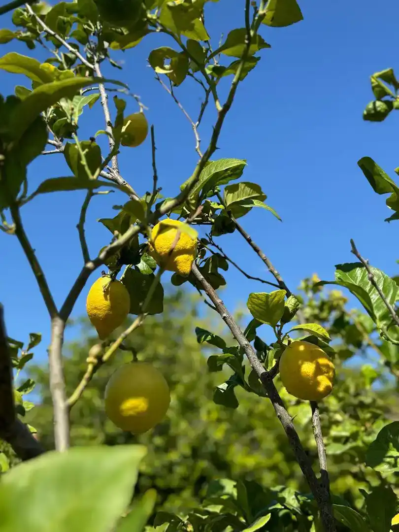 Jardí de Dúplex en venda en Mijas amb Piscina comunitària