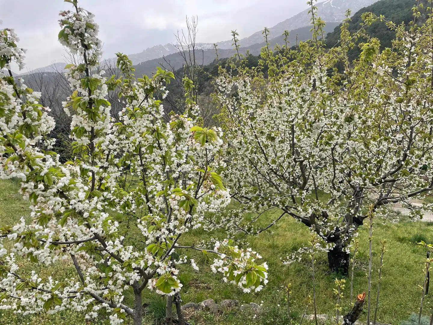 Jardí de Finca rústica en venda en El Arenal  amb Moblat