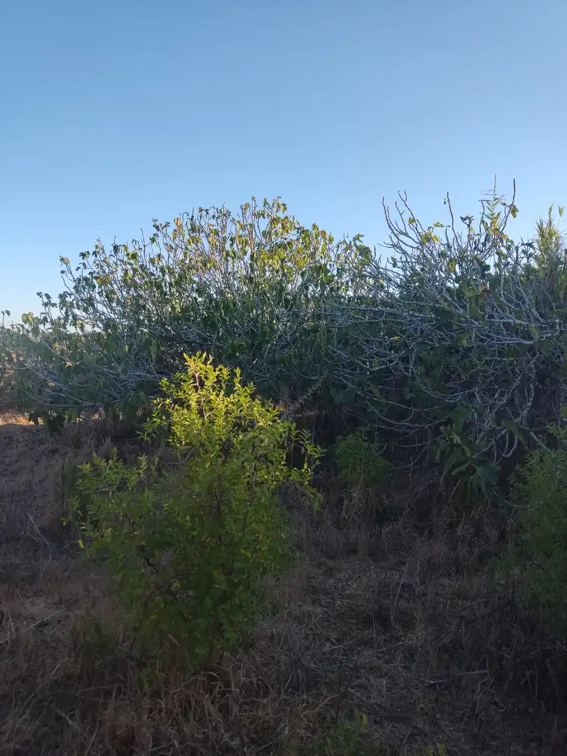 Land for sale in Conil de la Frontera