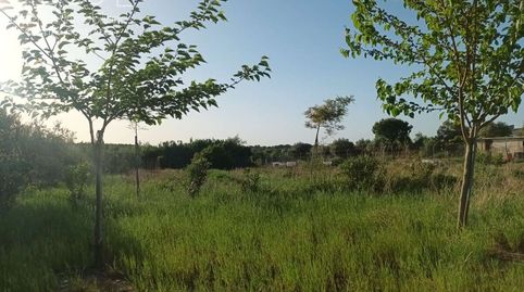 Foto 2 de Finca rústica en venda a Almonte ciudad, Almonte