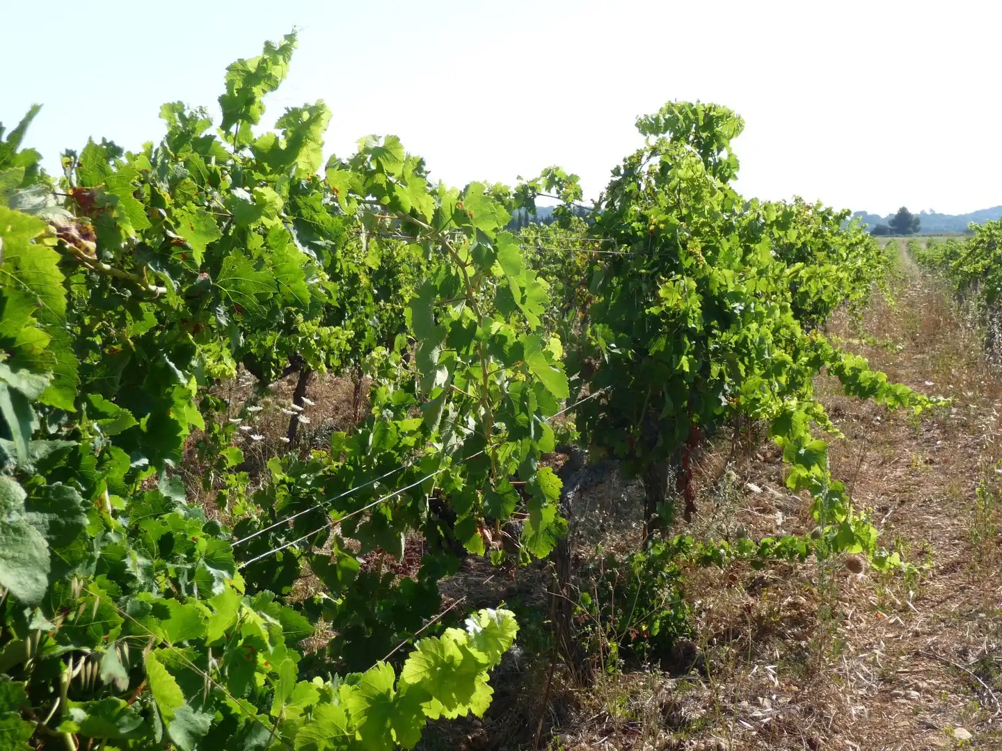 Terreni e lotti in vendita a Algaida, imagen 16