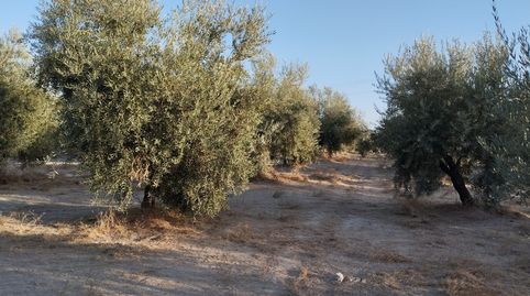 OLIVAR DE VARIEDAD HOJIBLANCA DE UN PIE, immagine 4