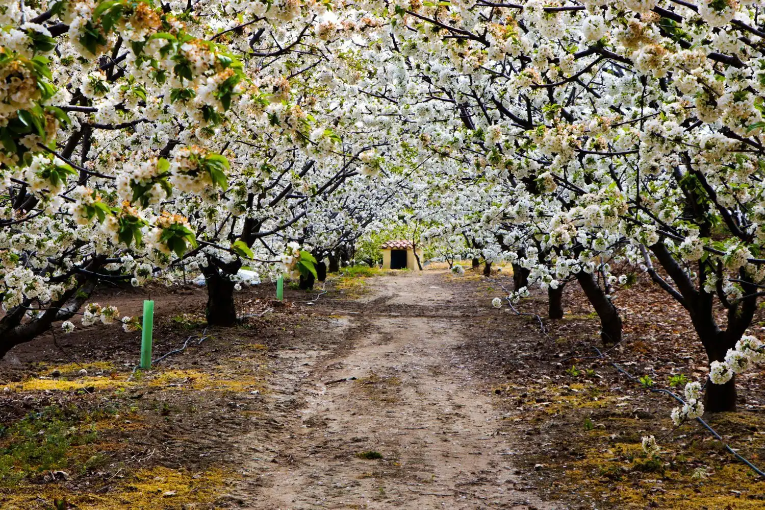 Vista exterior de Finca rústica en venda en Jarandilla de la Vera amb Aire condicionat, Calefacció i Jardí privat