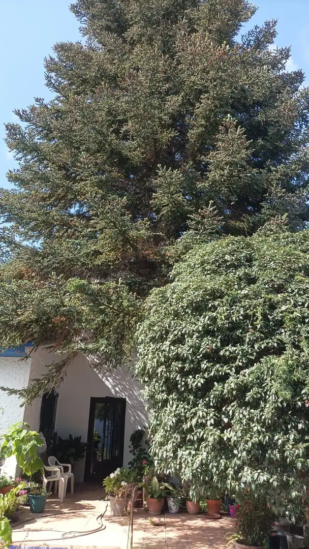 Garden of Country homes for sale in Ronda  with Heating, Private garden and Terrace