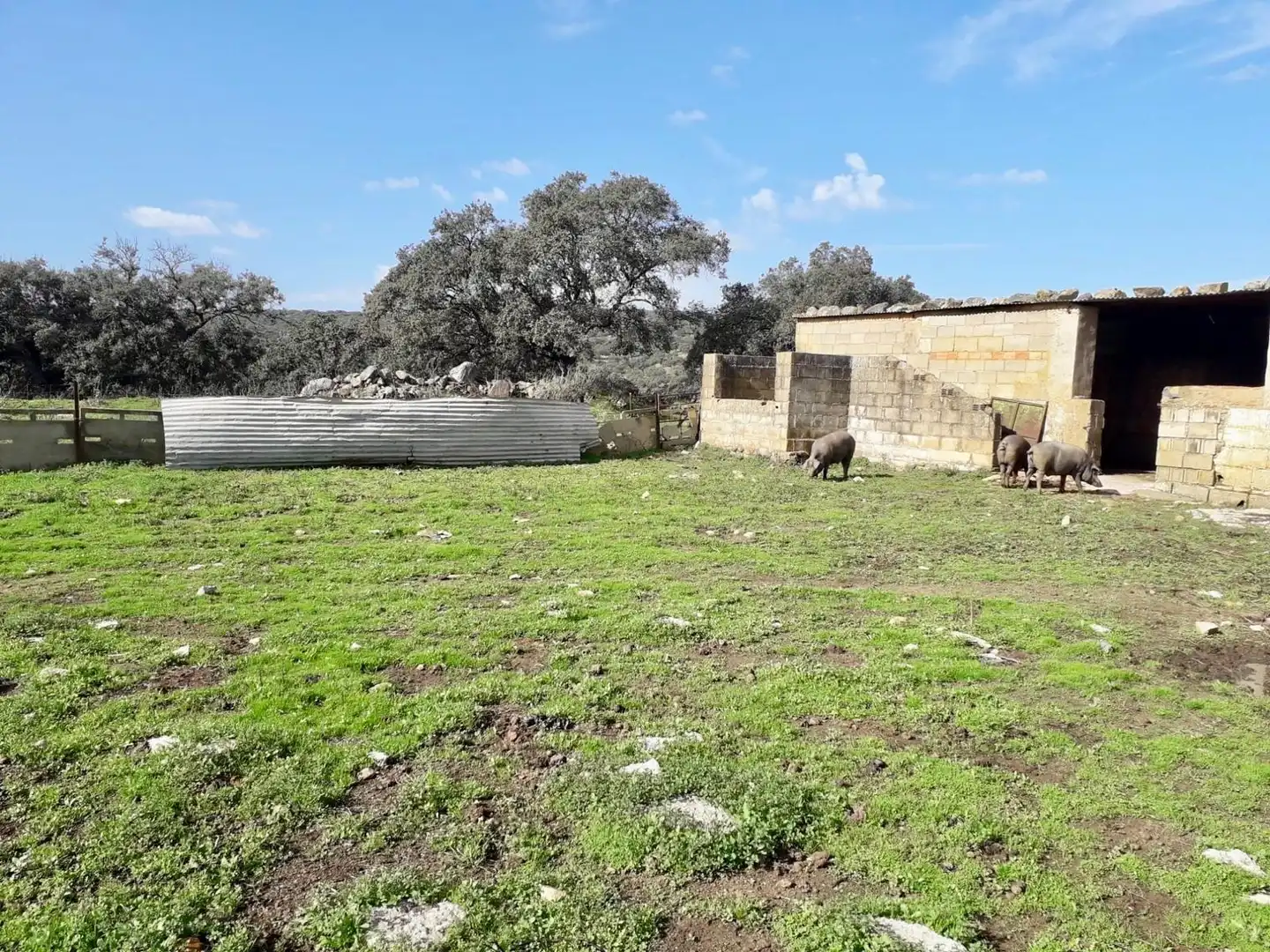 Rural land for sale in Fuente Obejuna, imagen 9