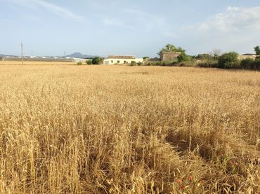 Terreno rustico in vendita a Diseminado Cdte Primero 36