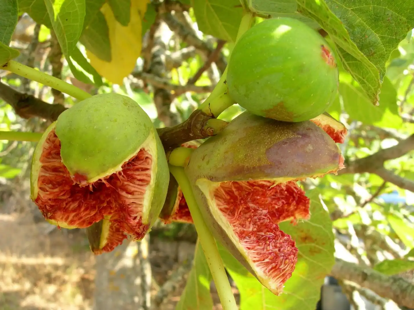 Jardín de Finca rústica en venta en Binissalem con Aire acondicionado, Calefacción y Jardín privado