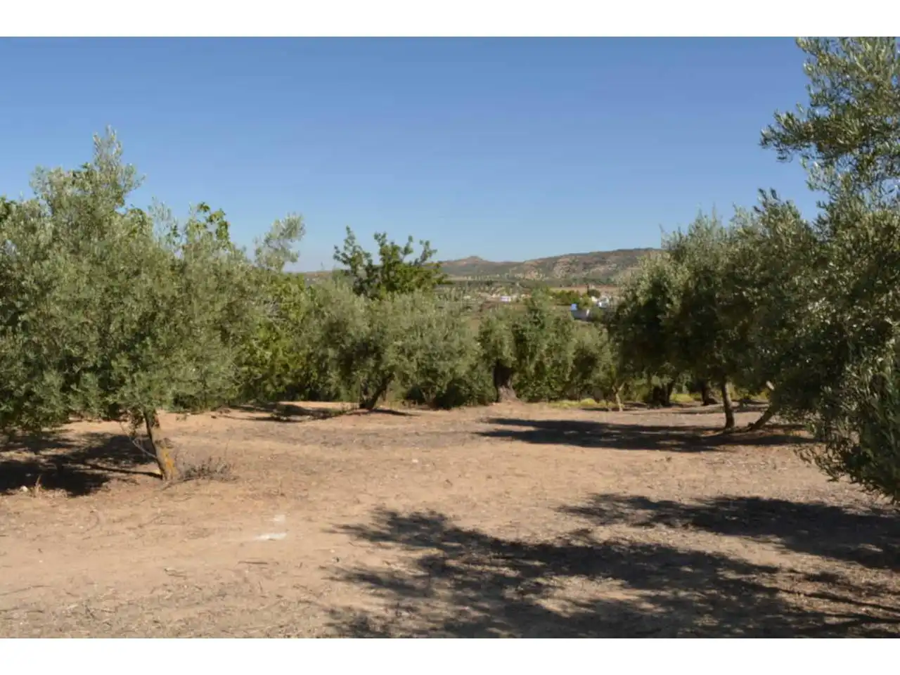 Lands and plots for sale in Plaza Iglesia 1, imagen 3