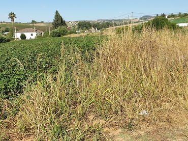 Terreno rustico in vendita a Arcos de la Frontera