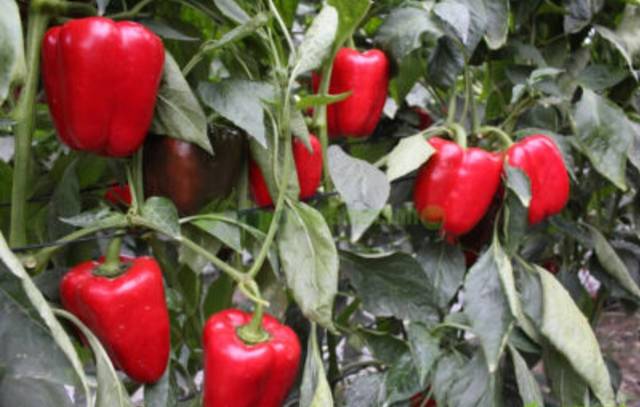 Terreno en Alquiler en Camino Calesa, 8 en San Isidro - Campohermoso