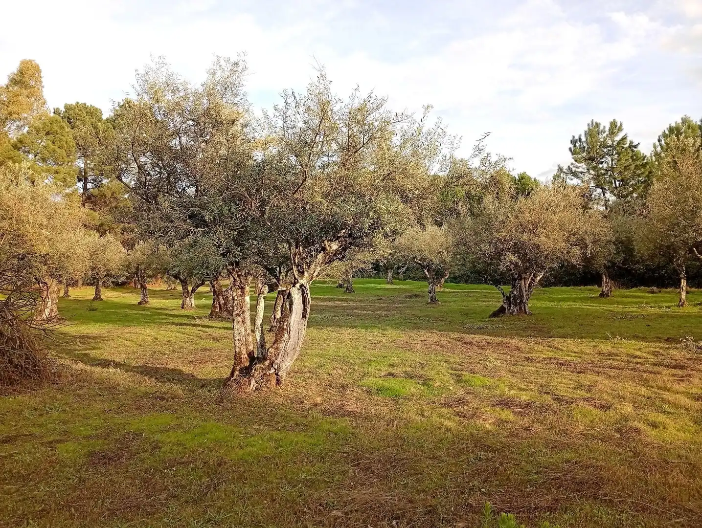 Terreni e lotti in vendita a Villanueva de la Vera, imagen 2