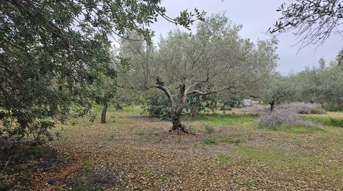 Foto 3 de Finca rústica en venta en Nord, La Ràpita