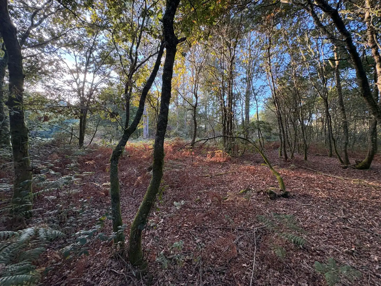 Lands and plots for sale in Mondariz, imagen 3
