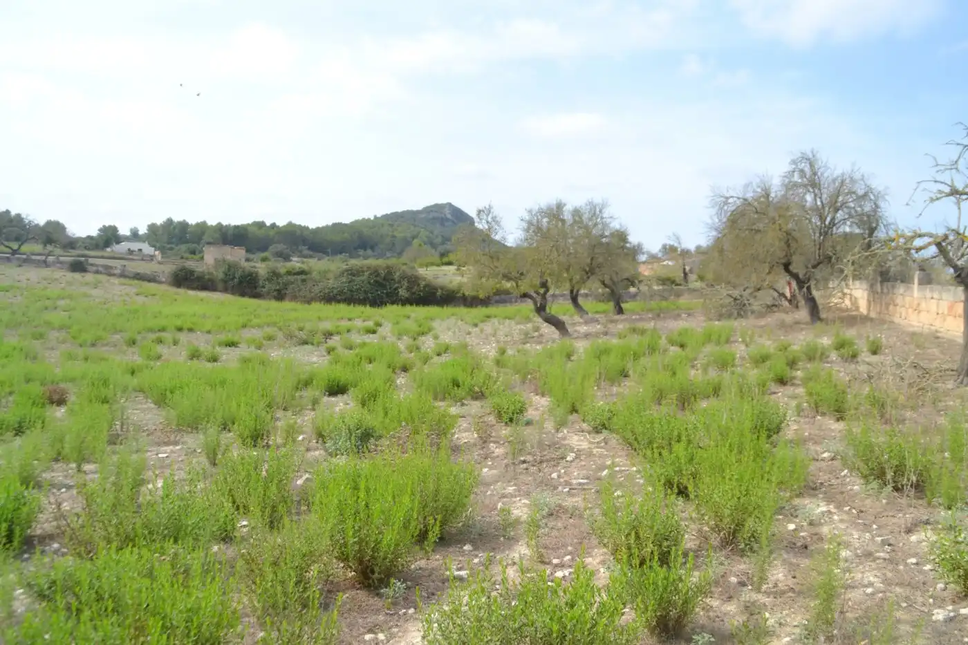 Finca rústica en venda a Sineu