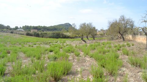 Foto 5 de Finca rústica en venta en Sineu, Illes Balears