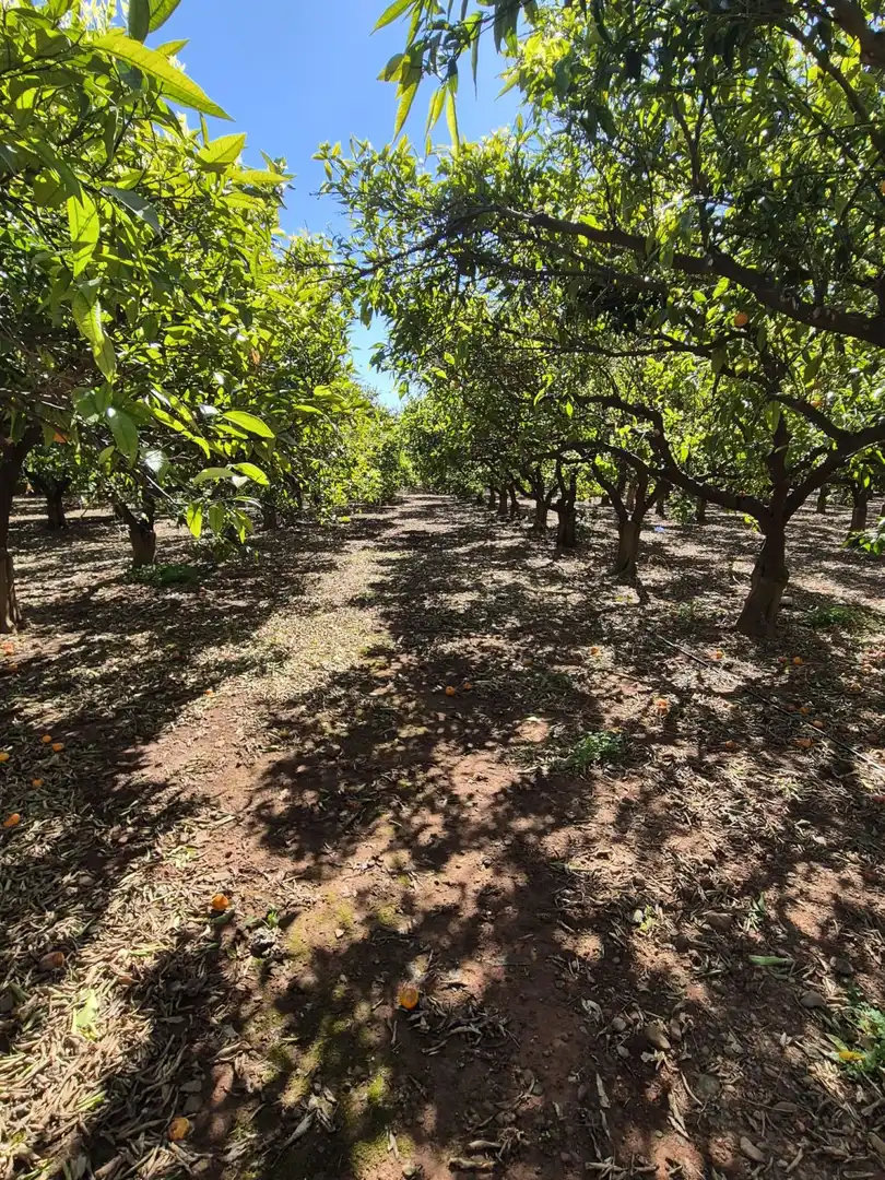 Finca rústica en venta en Vila-real