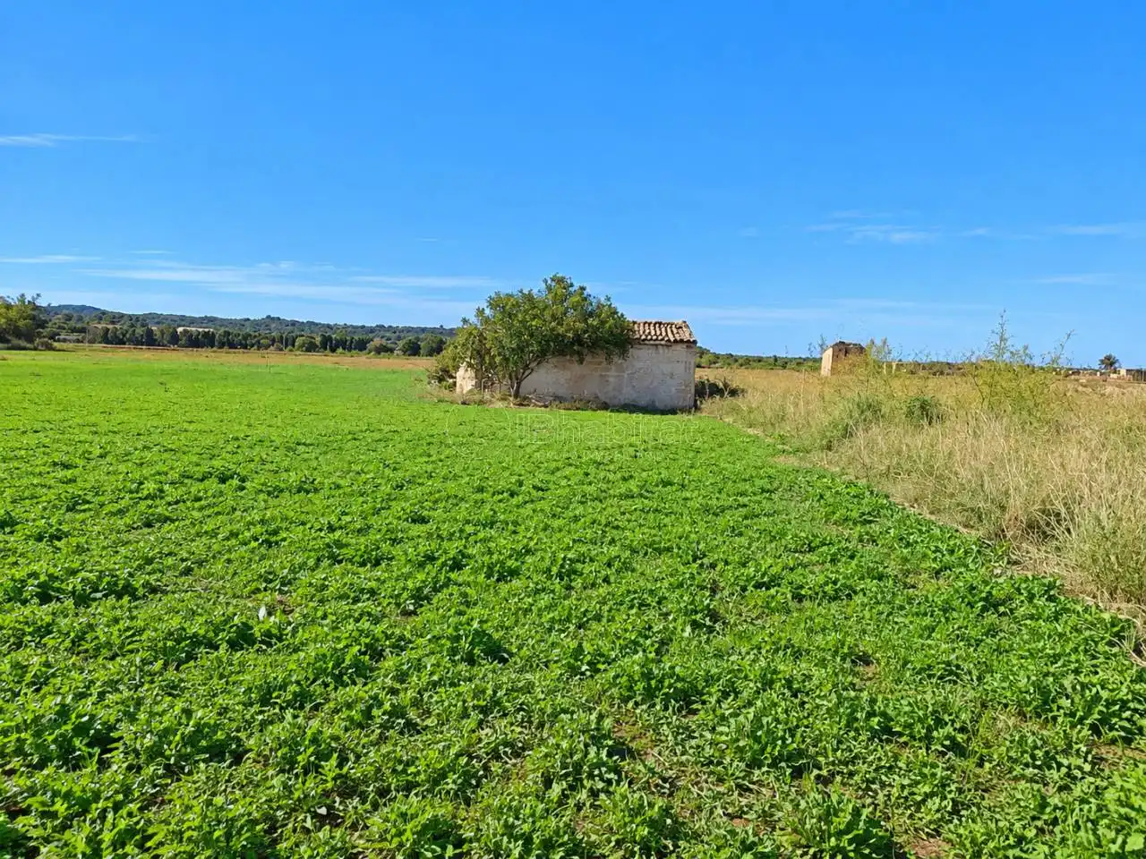 Terrain rustique à vendre à Sa Pobla, imagen 10