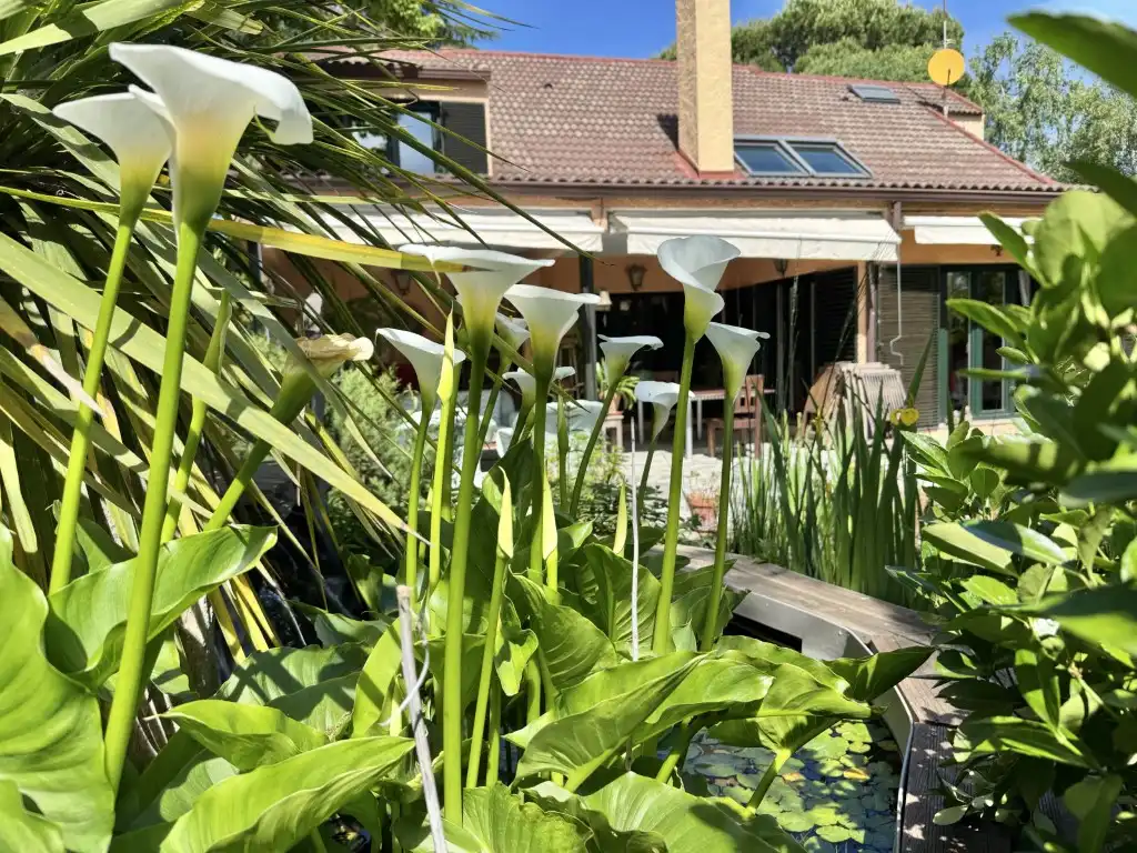 Jardí de Casa o xalet en venda en Ciudalcampo