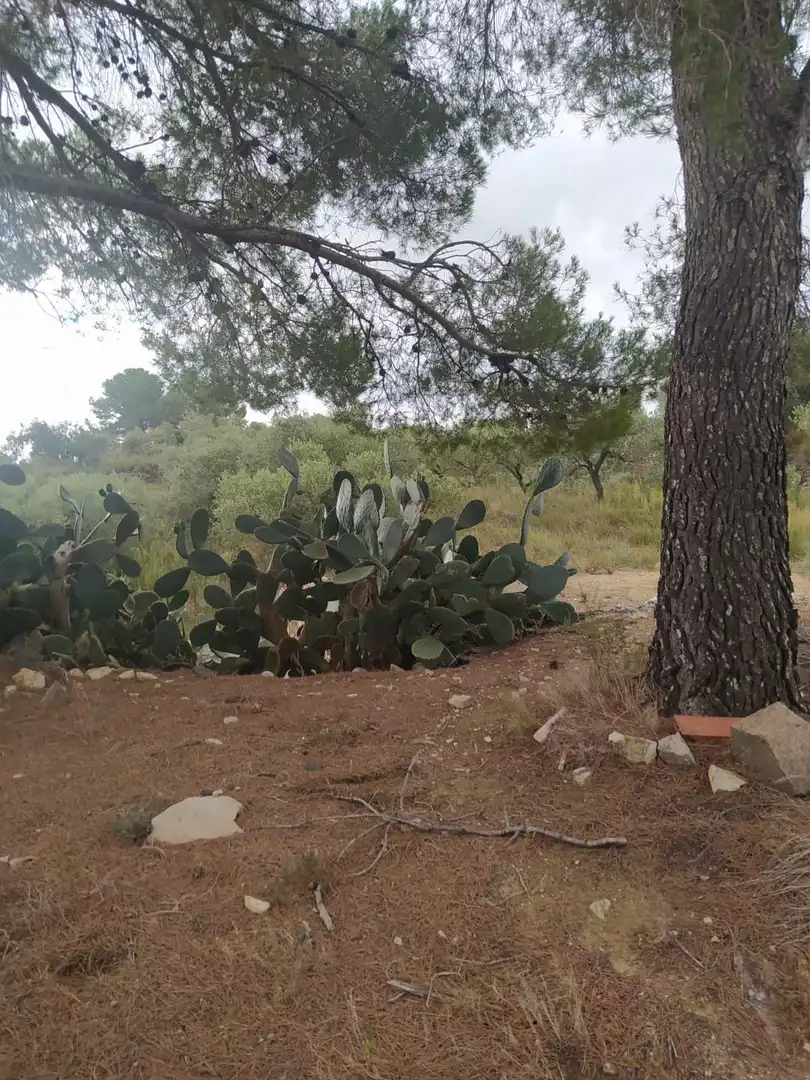 Terreno rustico in vendita a Riudecanyes, imagen 3
