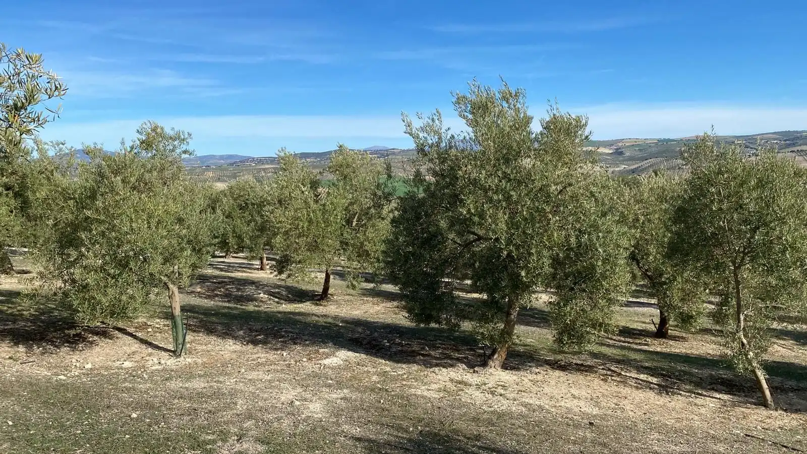 Terreny rústic en venda a Píñar, imagen 14