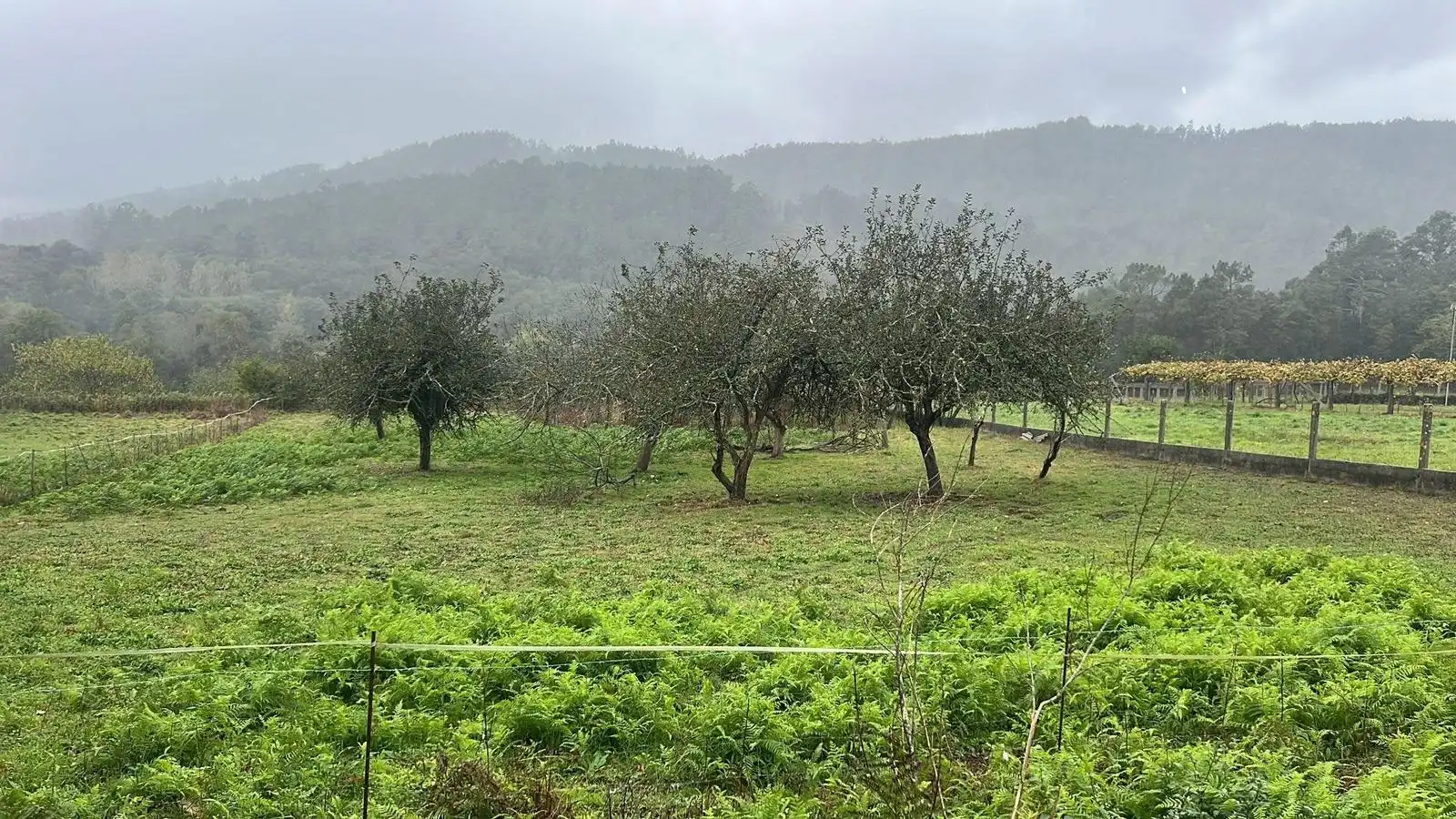 Terreni e lotti in affitto a Estrada do Castro de Pontevea 4
