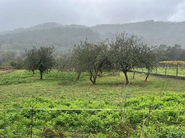 Terreno rustico in affitto a Estrada do Castro de Pontevea 4