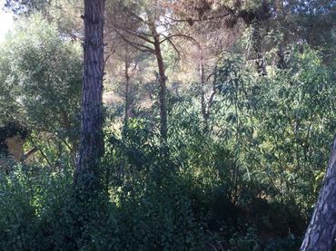 Wohnbaugrundstück zum Verkauf in Calle Benidorm