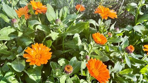 Foto 5 de Casa o chalet en venta en El Frasno, Zaragoza