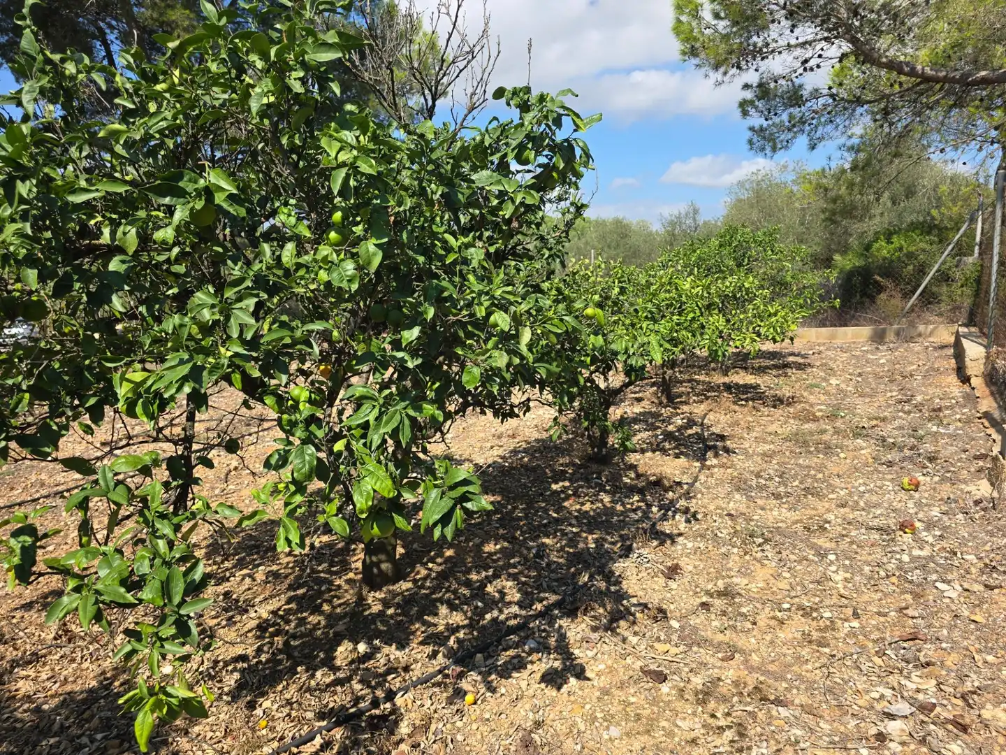 Finca rústica en venta en Freginals con Jardín privado
