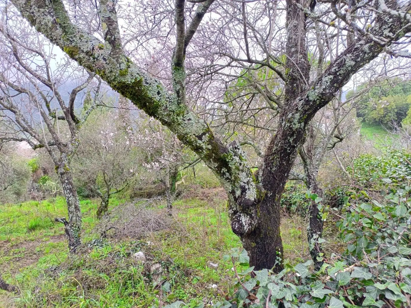Terrain rustique à vendre à Benaocaz, imagen 5
