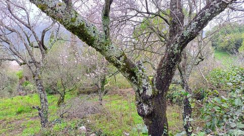 VENTA TERRENO RÚSTICO. BENAOCAZ, immagine 5