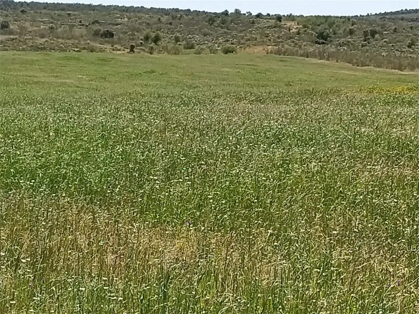 Grundstücke zum Verkauf in Calzadilla