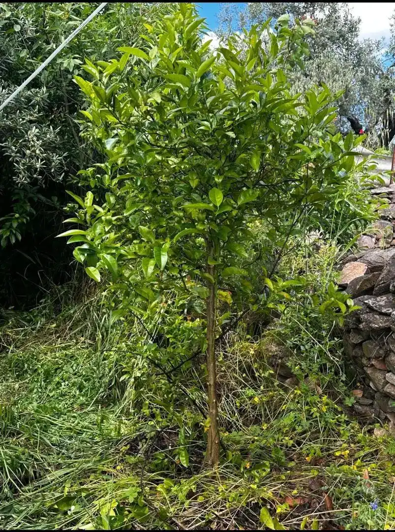 Vista exterior de Planta baja en venta en Alconchel con Amueblado, Lavadora y TV
